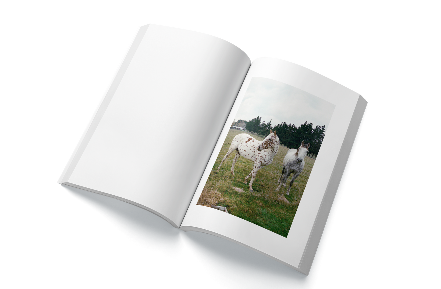 salvia palth - melanchole photo book